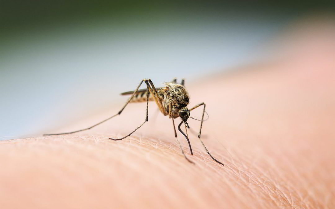 Risk Assessment/Vectors Management Plan for West Nile Virus: New York