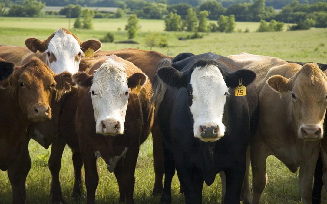 Risk Assessment for PCBs in Soils at a Ranch