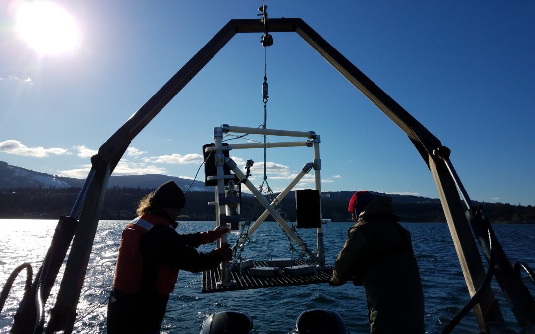 Can Sound from Offshore Wind Farms Affect Marine Life? A New Tool May Tell You