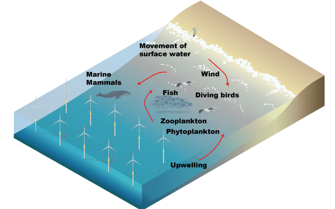 Marine Energy: Integral to Study Potential Environmental Effects of California Offshore Wind Farms