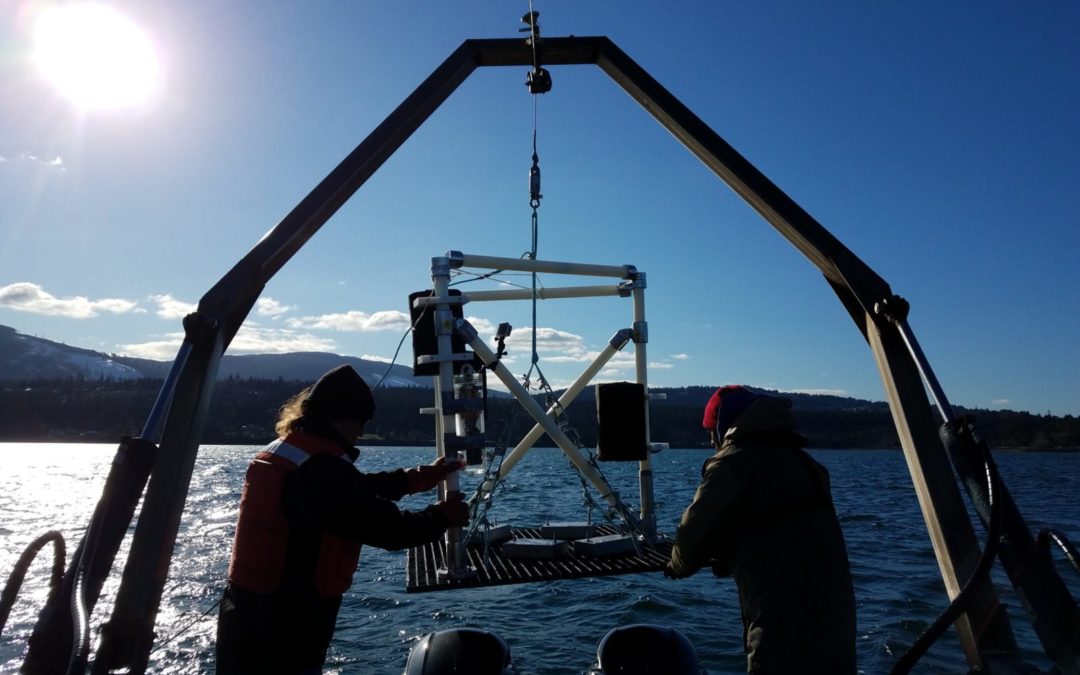 Can Sound from Offshore Wind Farms Affect Marine Life? A New Tool May Tell You