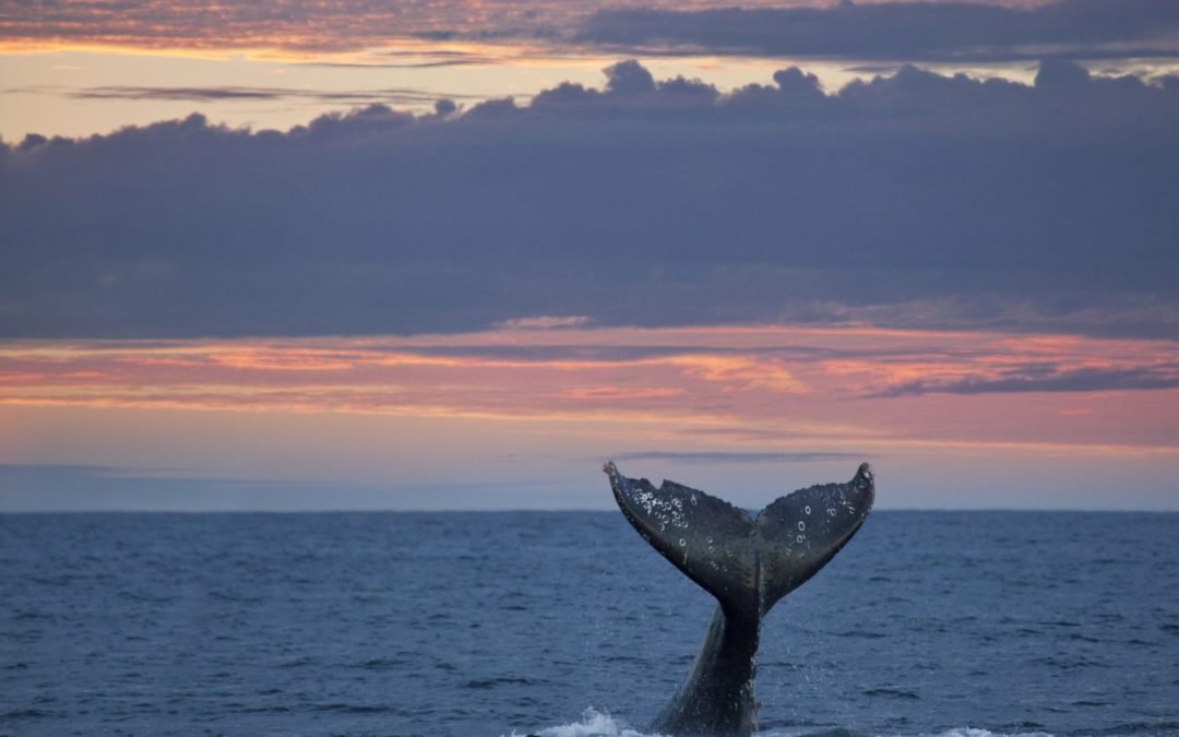 A Whale of a Monitoring Study and an Acoustic Tool that Could Help Offshore Energy