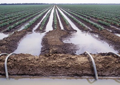 Valuing Groundwater with Uncertain Surface Water Supply