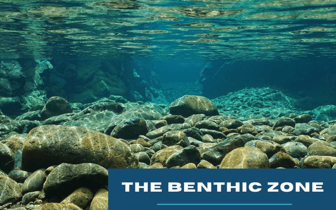 Introducing Integral’s Sediment Newsletter: The Benthic Zone