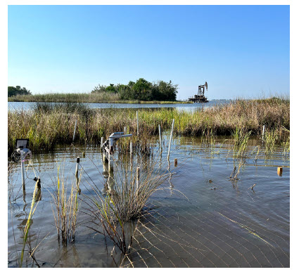 Bioremediation and Phytoremediation of an Oil-Contaminated Salt Marsh in South Louisiana