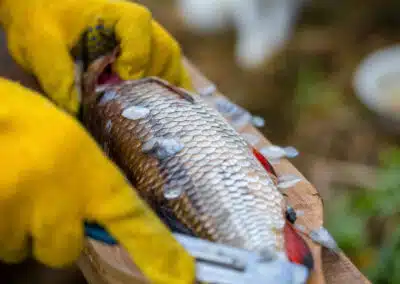 Collecting fish samples to provide analytical data for tracking future sediment remediation efforts