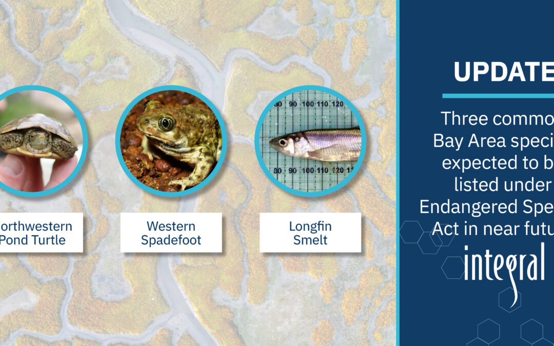 Adapting to Change: Navigating New Endangered Species Act Listings and Their Impact on Bay Area Projects