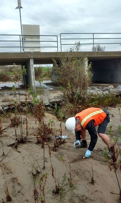 Field technician in safety gear collecting sediment samples at vegetated restoration site near water.