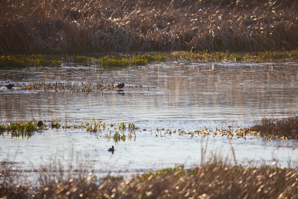 Birds wading in shallow wetland waters at habitat restoration site